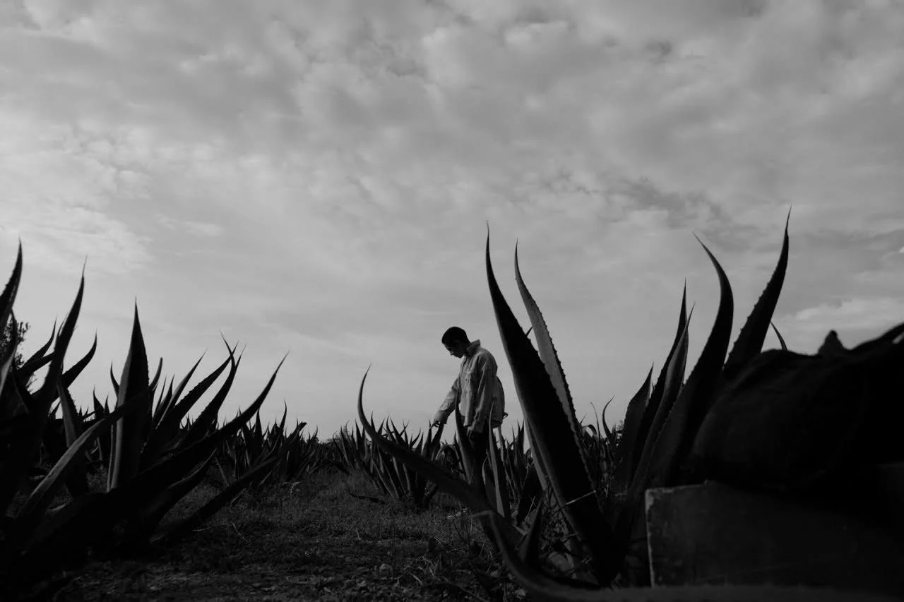 Fotograma de Mephisto: figura entre agaves